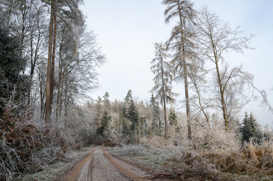 Lonely field path in the forest with hoarfrost on the trees on a cold winter day