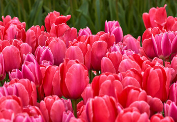 Tulips Big Love in blossom, the Netherlands                           
