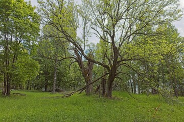 Landscape view of Heinästien meadow, is a traditional environment, in cloudy summer weather, Nikula, Espoo, Finland.