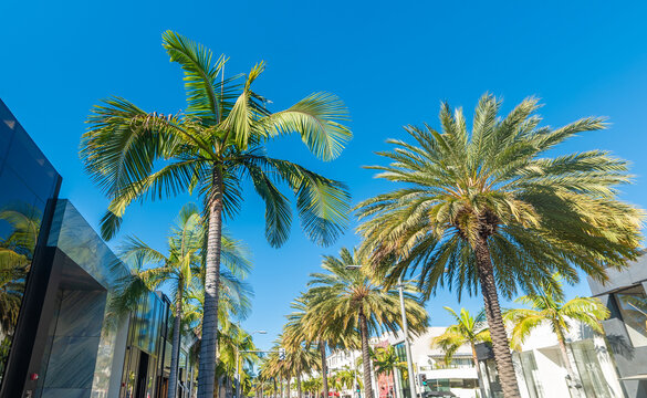 Palm trees and luxury stores in world famous Rodeo Drive in Beverly Hills