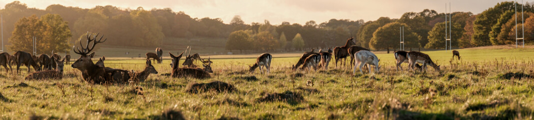 A herd of deer in the sunset in Richmond Park, London, Landscape super wide resolution