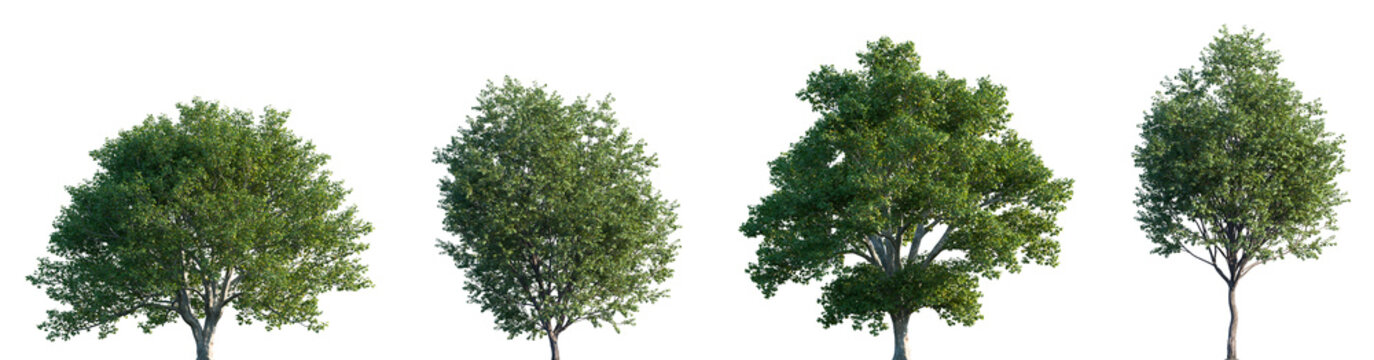 Set of 2 Acer campestre and 2 Acer pictum frontal street trees isolated png on a transparent background perfectly cutout