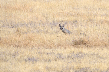 Indian fox in dry grassland at Bhigwan in Maharashtra, India
