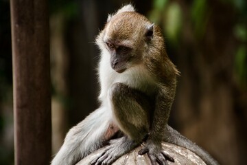 Affe