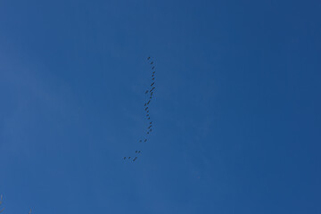 Flock of birds flying in a V formation against a clear blue sky, showcasing the beauty of nature and the dynamics of avian migration in a serene atmosphere