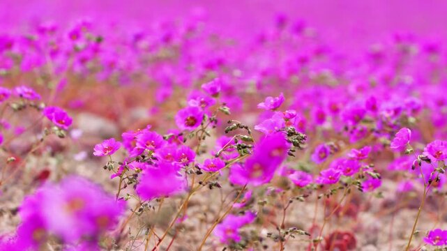 Purple wildflowers "Pata de Guanaco" or Guanaco's Paw flower of the atacama desert flowering during the desierto florido phenomenon in Vallenar