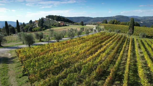 Vineyards in the Tuscan countryside near Florence turn yellow in autumn. Aerial view of yellow vineyards and olive trees near Pontassieve. Italy