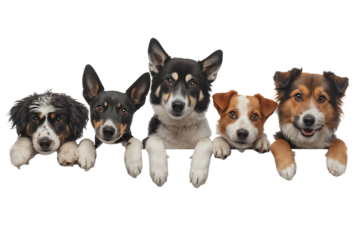 Five adorable puppies of different breeds peeking over a surface isolated on transparent background