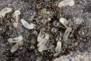 Common garden ants (Lasius sp.) rescuing their larvae after uncovering their nest under a rock.