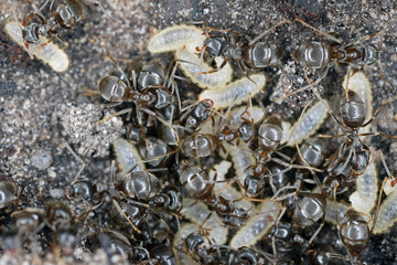Common garden ants (Lasius sp.) rescuing their larvae after uncovering their nest under a rock.