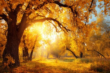 Vibrant fall foliage with sunlight and blue sky