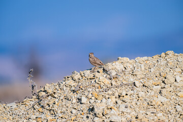 A crested lark stands alert on a rocky mound beneath a clear blue sky, embodying resilience in a stark, arid landscape.