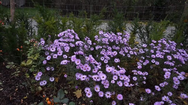 Blue bushy asters by conifer trees and a wire fence in an autumn park within a natural urban environment