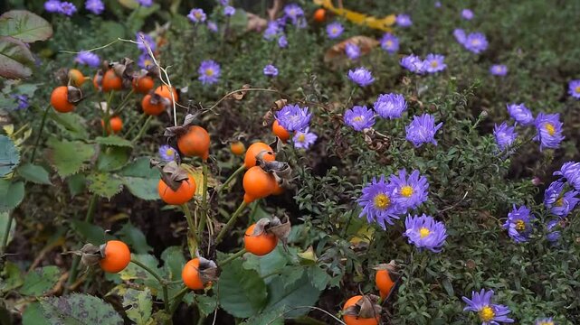 Video showing orange wild rose fruits and blue bushy asters in a park near conifer trees during autumn in natural surroundings