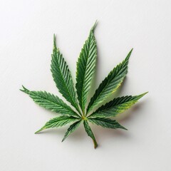 Single vibrant green cannabis sativa leaf displayed centrally against clean, light background with subtle texture emphasizing natural detail