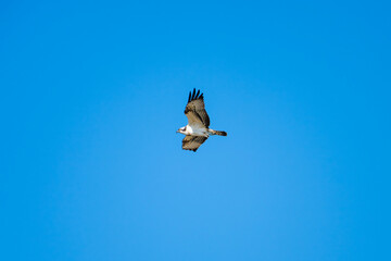 An osprey soars gracefully through a clear blue sky, its wings outstretched in a powerful display of flight.