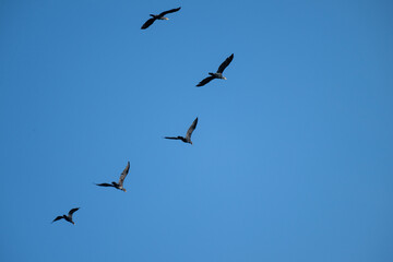 Six birds soar diagonally across a clear blue sky, their wings outstretched in synchronized...