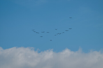 Obraz premium A graceful V-formation of birds soars across a clear blue sky, skimming above soft white clouds in a tranquil display of migration.