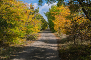 Fototapeta premium A cracked rural road winds through autumn trees under a partly cloudy sky, evoking quiet solitude and seasonal change.