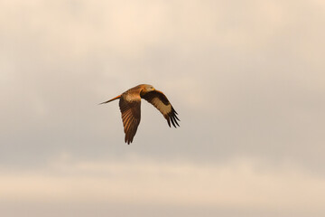 Rotmilan im Flug