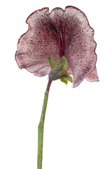 sweetpea flower