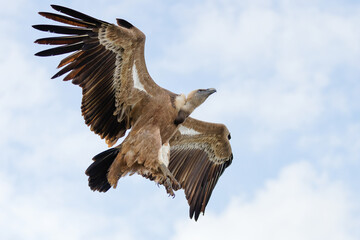 Gänsegeier im Anflug