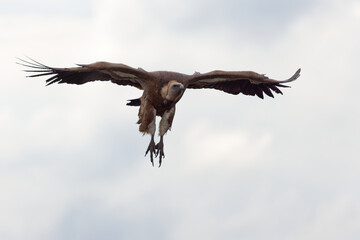 Gänsegeier im Anflug