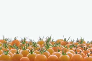 Fresh tasty orange cherry tomatoes on white background. the concept of diabetes and healthy eating