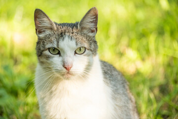 Domestic cat sitting in summer garden, looking directly at camera. The cat's attentive expression...