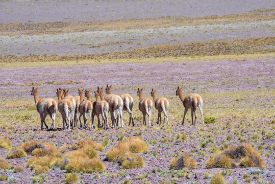 Vicunia herd in the andes mountains