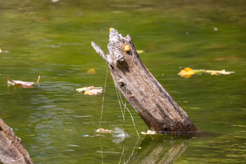 Photo of Fishing line debris hanging on a log in the middle of a pond showing trash left by people fishing