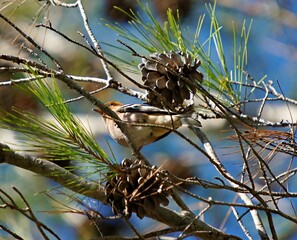 Pinson des arbres