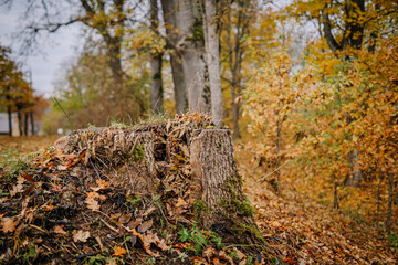 Obraz premium Tree stump surrounded by vibrant autumn foliage, showcasing fallen leaves and natural textures in a serene forest environment