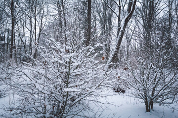Beautiful snowy park in winter. Bushes and trees are completely covered with soft, fluffy snow, creating a magical and peaceful winter atmosphere, a true winter wonderland.