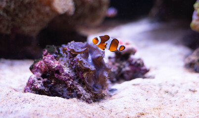 Clown fish in the deep sea. Exotic colorful fish in clear water. Blurred background.  © Antonina Polezhayeva