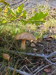 mushroom in the forest