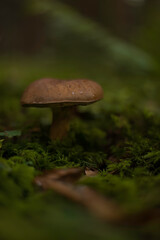 Aufnahme eines Maronen-Röhrlings im Wald, im Moos stehend.