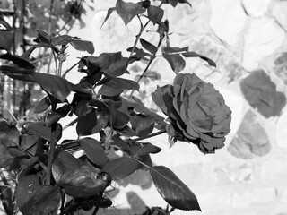 black and white rose