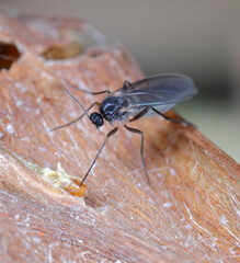 Dark-winged fungus gnat (Sciaridae sp), fauna of the soil.
