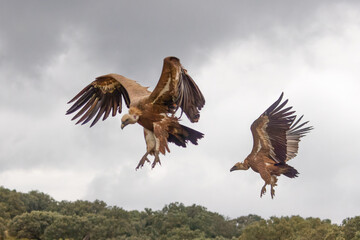 Gänsegeier im Anflug