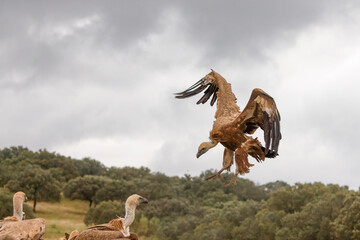 Gänsegeier im Anflug