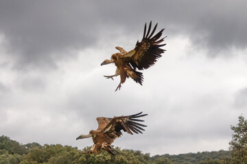 Gänsegeier im Anflug