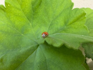 ladybug on leaf