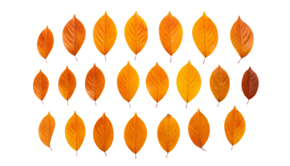 Autumn leaves falling border transparent background with copy space
