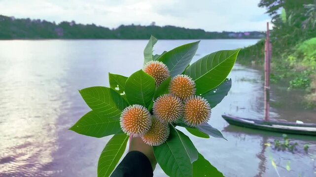 Hand holding fresh orange tropical fruit cluster with green leaves near a calm lake at sunset, video