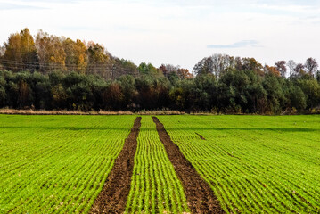 Green agricultural field with young crops and tractor tire tracks leading toward a forest under a partly cloudy sky.