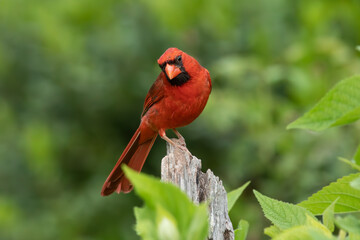 Cardinal pirched