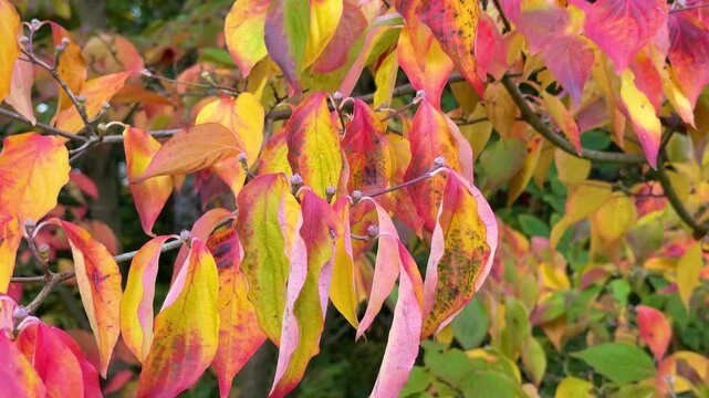Cornus florida dogwood colorful leaves in autumn  Park. Rutgers Flowering Dogwood Celestial (&lsquo;Rutdan&rsquo;) (Cornus kousa &times; C. florida) plants in garden
