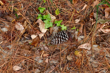 Pine needle ground cover closeup