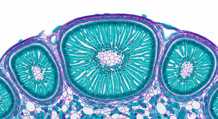 Cross section of a fern sporangium or plant reproductive structure